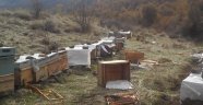 Aç kalan ayılar arı kovanlarına saldırdı