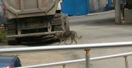 Aç kurt şehir merkezine indi