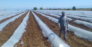 Adana'da tarımsal üretim devam ediyor