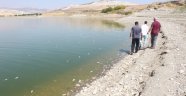 Adıyaman'da korkutan balık ölümleri