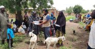 Afrikalı ailelere süt keçileri dağıtıldı