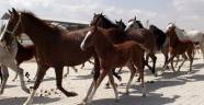 Akçadağ'da Yetiştirilen Arap Atlarının Satışı