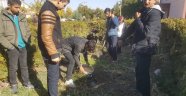 Akçadağ'da öğrenciler fidan dikti