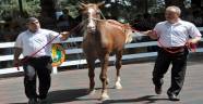Akçadağ'da Yetiştirilen Arap Atlarının Satışı yapıldı