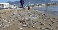 Alanya'da telef olmuş binlerce balık sahile vurdu
