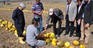 Altıntaş'ta 'Çerezlik kabak' hasadı başladı