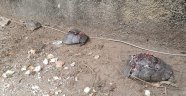 Antalya'da kaplumbağa katliamı