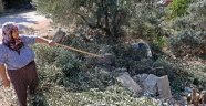 Antalya'da zeytin ağacı katliamı