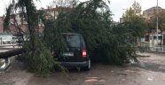 Araç seyir halinde ilerlerken üstüne ağaç devrildi