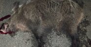Aracın çarptığı domuz telef oldu