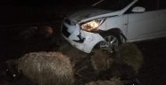 Araçlar sürüye daldı çok sayıda koyun telef oldu