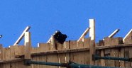 Arılar inşaata oğul verdi