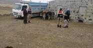 Arpaçay'da kaybolan hayvanlar bulundu