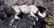 Ayakları bağlı köpek ölüsü bulundu