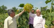 Ayçiçekten İyi Verim Alındı