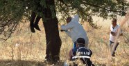 Aydın'da ağaca asılı halde erkek cesedi bulundu