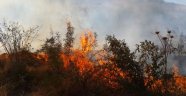 Bahçe yangınında bir çok ağaç zarar gördü