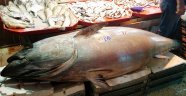 Balık pazarının dev misafiri görenleri hayrete düşürüyor