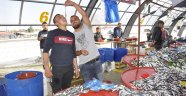 Balık satabilmek için çiğ çiğ yedi