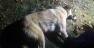 Başkent'te köpek katliamı: 8 sokak köpeği zehirlendi