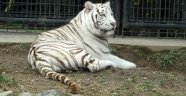 Beyaz kaplan bakıcısını öldürdü