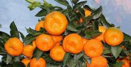 Bölge genelinde, zam şampiyonu mandalina oldu