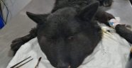 Boynuna lastik bağlanan köpek ölüme terk edildi