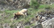 Boz ayı su içmek için Çoruh vadisine indi