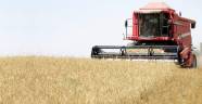 Buğday tarlarında fare istilası