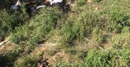 Bursa'da arazide binlerce ölü tavuk bulundu