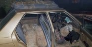 Çaldığı 7 koyunla otomobille giderken jandarmaya yakalandı