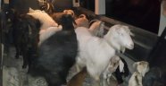 Çaldıkları keçi, oğlak ve tavuklarla yakalandılar
