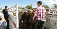 Çiftçilere hayvanları teslim edildi