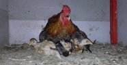 Civcivlerin üzerine tavuk yerine horoz yattı