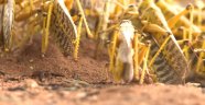 Çöl çekirgelerinin Afrika'yı ikinci kez istila etmesi bekleniyor
