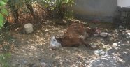 Çöp kenarında bir inek telef oldu