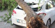 Çürüyen ağacın dalı otomobillerin üzerine devrildi