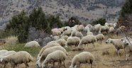 Dedenin torununa hediye ettiği kuzu sürü sahibi yaptı