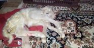 Denizli'de 6 bacaklı kuzu doğdu