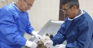 Depremzede yavru köpek sağlığına kavuşturuldu