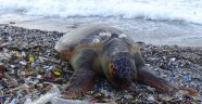 Dev Caretta Caretta ölüsü sahile vurdu