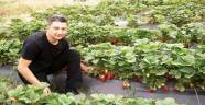 DOĞANYOL'DA ÇİLEK ÜRETİMİ