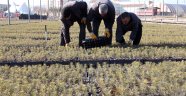Doğu Anadolu'ya 20 milyon fidan