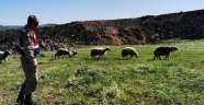 Elazığ'da kayıp koyunlar 9 saat sonra bulundu