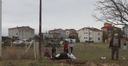 Elektrik kaçağı hayvanları telef etti