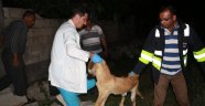 Enkaz altında kalan köpek 16 saat sonra çıkarıldı