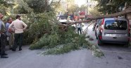 Fatih'te şiddetli rüzgardan ağaç otomobilin üstüne devrildi