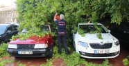Fırtınanın devirdiği ağaç otomobillere zarar verdi