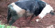 Fosseptiğe düşen inek kepçe ile kurtarıldı