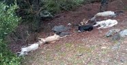 Gaziantep'te zehirlenen 6 köpek telef oldu